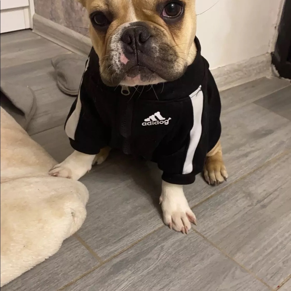 Adidog Black Jacket - Picture 6 of 8